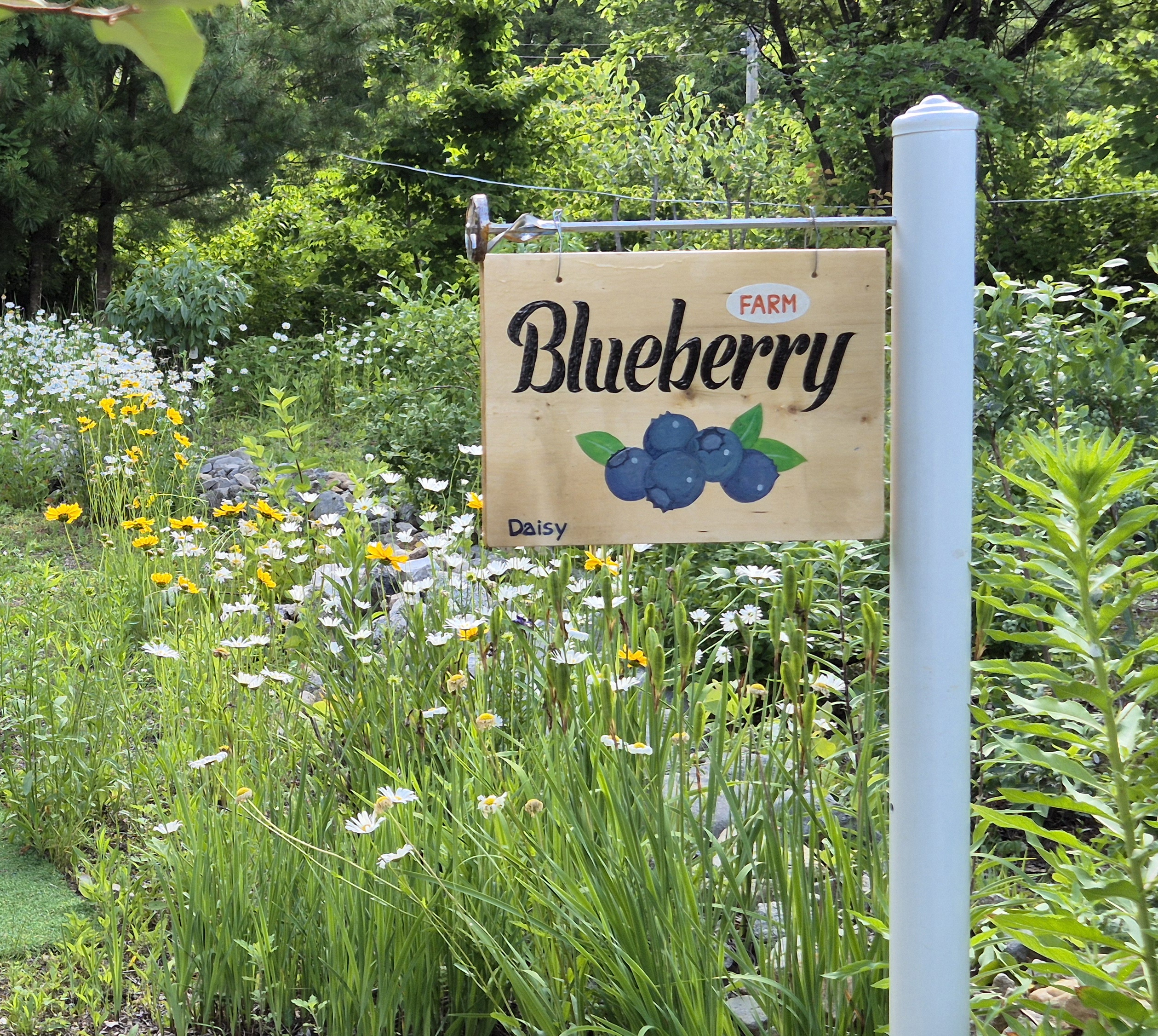 Blueberry sign board.jpg