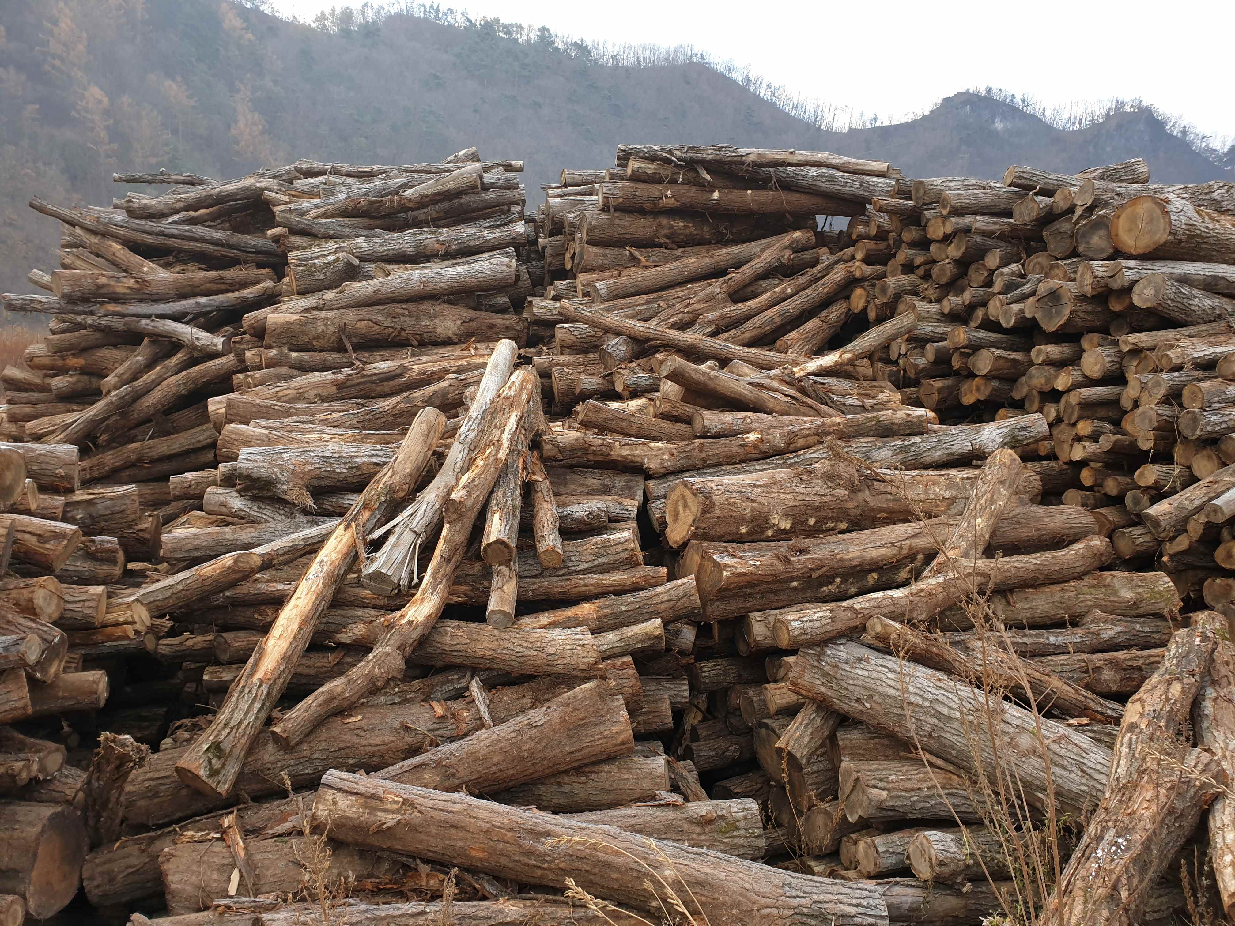 참나무원목 사진.jpg